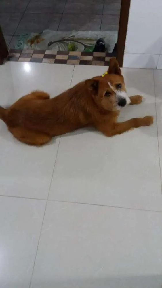 Cachorro raça SRD idade 3 anos nome Mel
