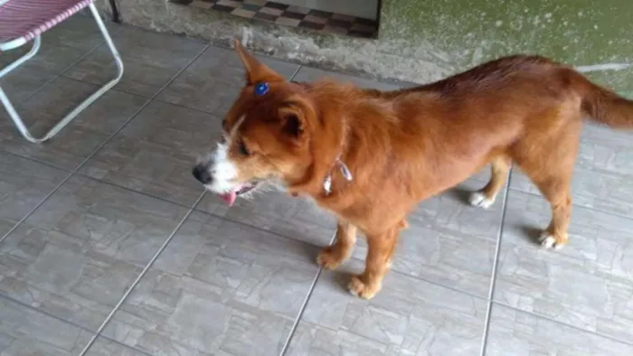 Cachorro raça SRD idade 3 anos nome Mel