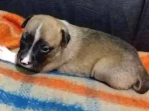 Cachorro raça vira lata  idade Abaixo de 2 meses nome Molly