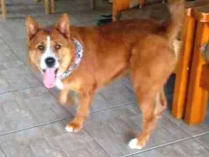 Cachorro raça SRD idade 3 anos nome Mel