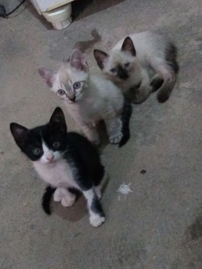 Gato ra a  idade 2 a 6 meses nome Zeca, frajola, Anne.