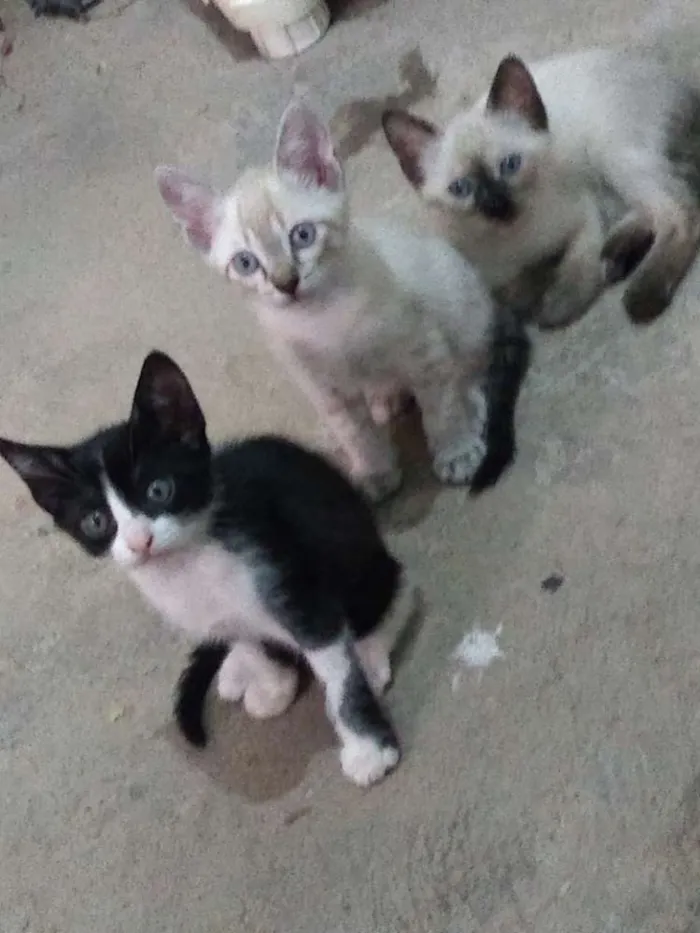 Gato ra a  idade 2 a 6 meses nome Zeca, frajola, Anne.