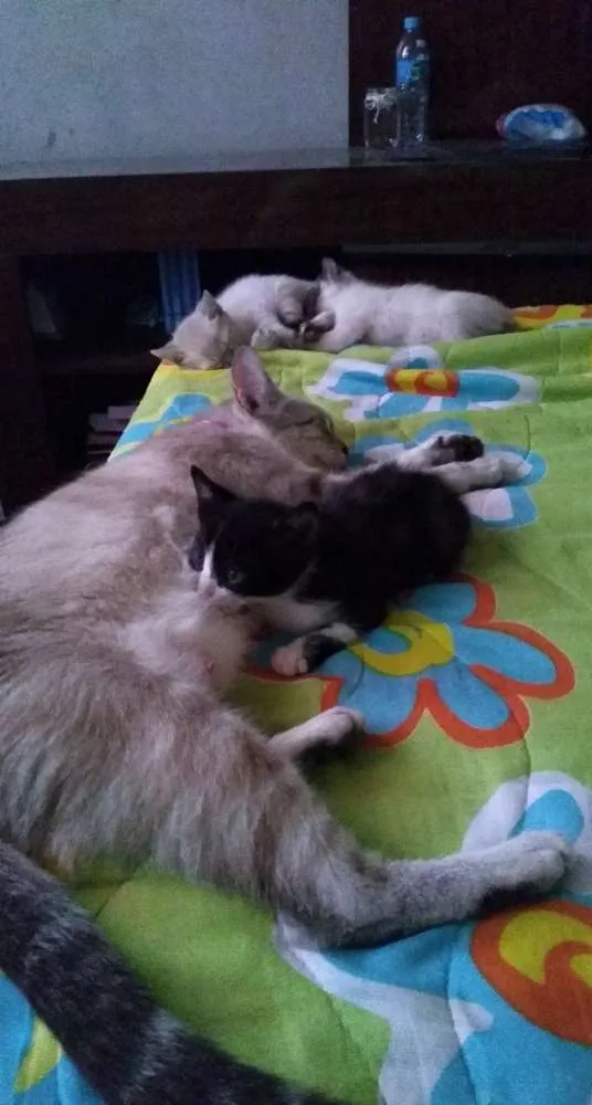 Gato ra a  idade 2 a 6 meses nome Zeca, frajola, Anne.