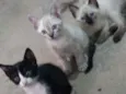 Zeca, frajola, Anne.