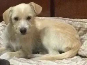 Cachorro raça Srd idade 2 a 6 meses nome Paçoca 