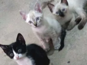 Gato raça  idade 2 a 6 meses nome Zeca, frajola, Anne.