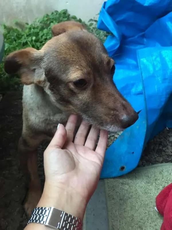 Cachorro ra a Vira Lata idade 6 ou mais anos nome Garrincha