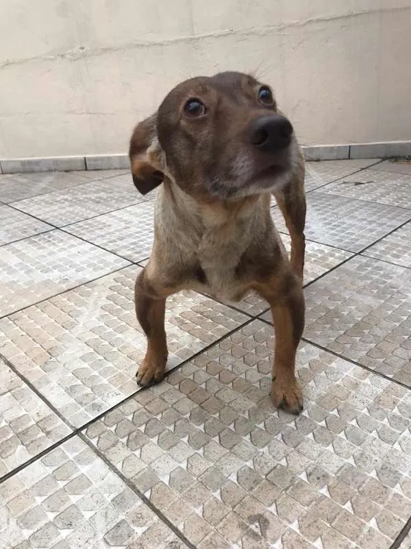 Cachorro ra a Vira Lata idade 6 ou mais anos nome Garrincha