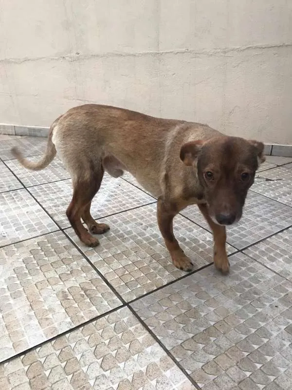Cachorro ra a Vira Lata idade 6 ou mais anos nome Garrincha