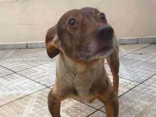 Cachorro ra a Vira Lata idade 6 ou mais anos nome Garrincha