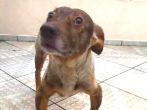Cachorro raça Vira Lata idade 6 ou mais anos nome Garrincha