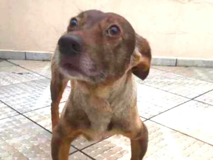Cachorro ra a Vira Lata idade 6 ou mais anos nome Garrincha