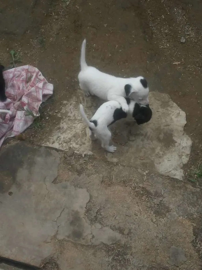 Cachorro raça Vira lata idade 2 a 6 meses nome Nao tem