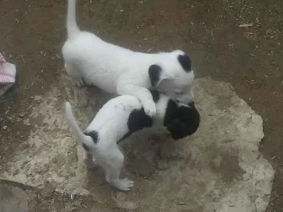 Cachorro raça Vira lata idade 2 a 6 meses nome Nao tem