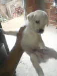 Nao tem
