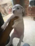 Nao tem