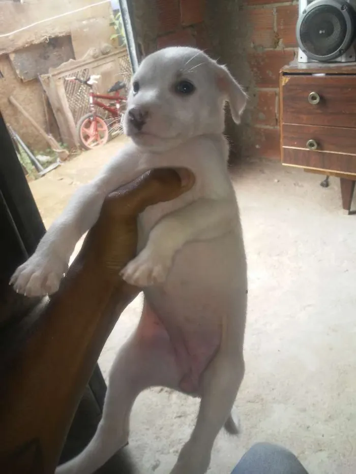 Cachorro raça Vira lata idade 2 a 6 meses nome Nao tem