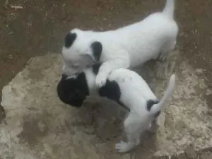 Cachorro raça Vira lata idade 2 a 6 meses nome Nao tem