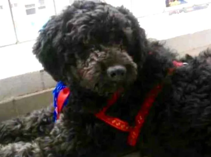 Cachorro raça Mix Poodle  idade 3 anos nome Bilú