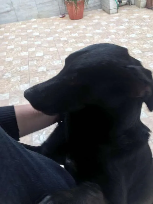 Cachorro ra a SRD idade 2 anos nome Fiapo