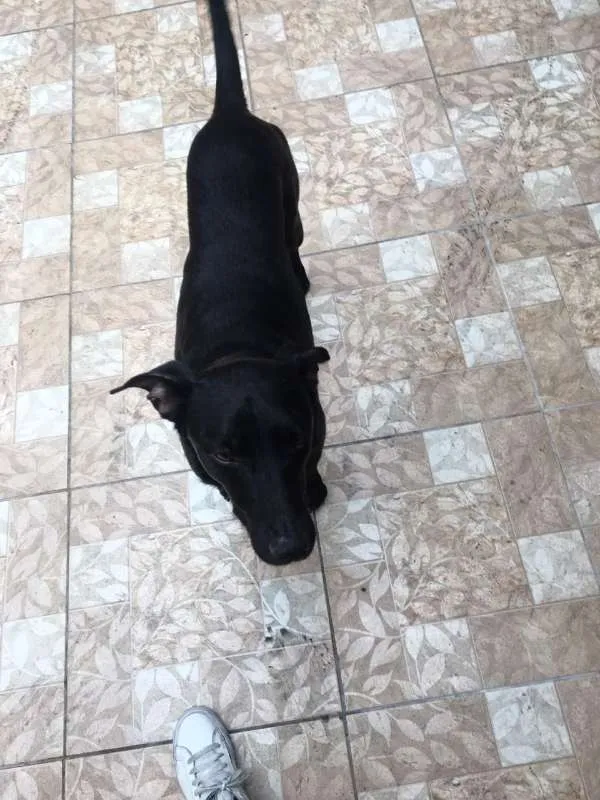 Cachorro ra a SRD idade 2 anos nome Fiapo