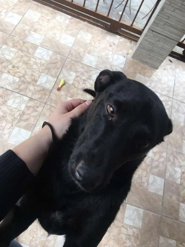 Cachorro ra a SRD idade 2 anos nome Fiapo