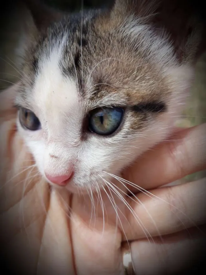 Gato ra a Misto  idade Abaixo de 2 meses nome Snow