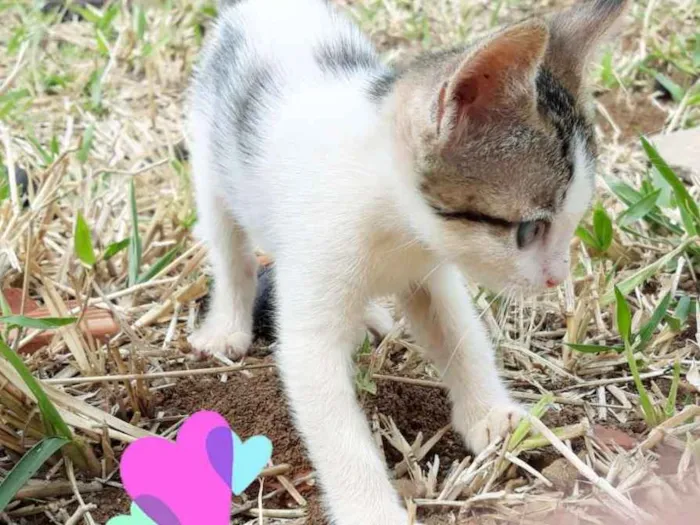 Gato ra a Misto  idade Abaixo de 2 meses nome Snow