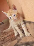 Simba