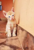 Simba