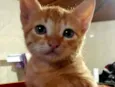 Simba