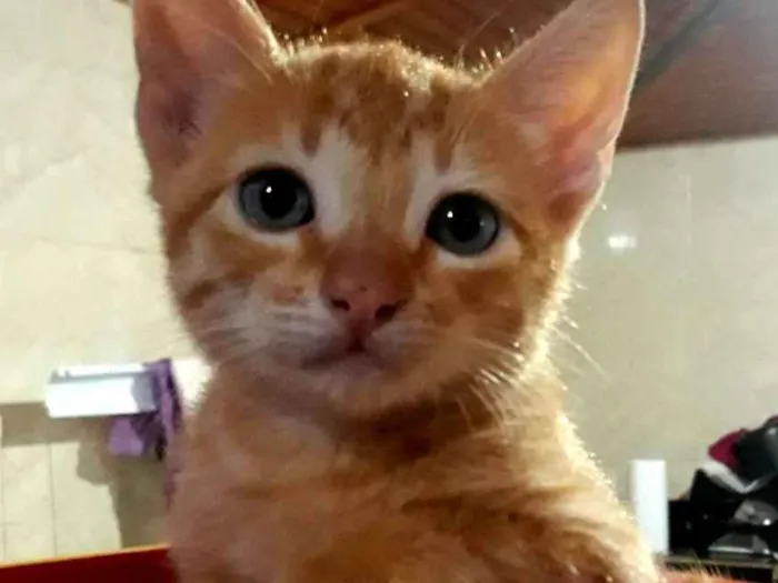 Gato ra a Misto  idade Abaixo de 2 meses nome Simba