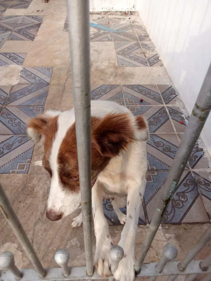 Cachorro ra a SRD idade 1 ano nome Nina