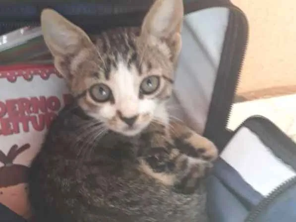 Gato ra a Misto  idade Abaixo de 2 meses nome Bella