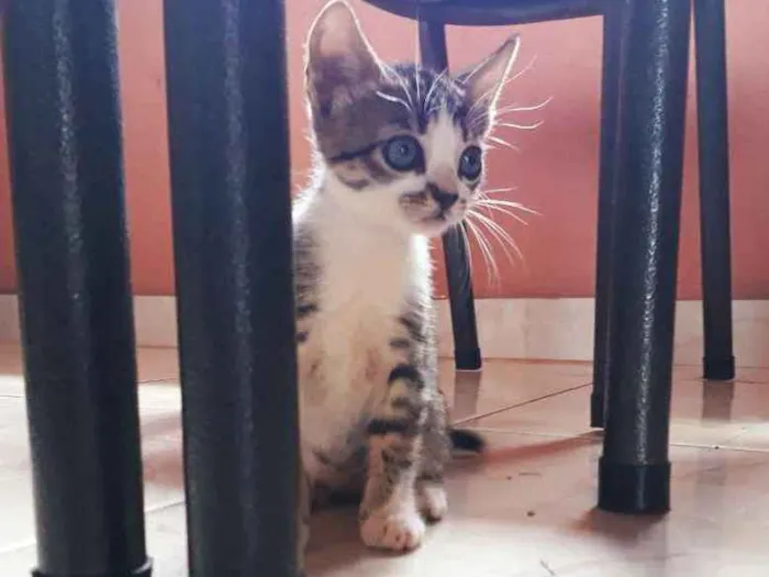 Gato ra a Misto  idade Abaixo de 2 meses nome Bella