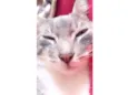 Catarina