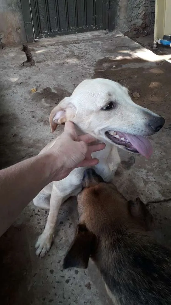 Cachorro ra a Mistura de Labrador  idade 2 a 6 meses nome Clarita