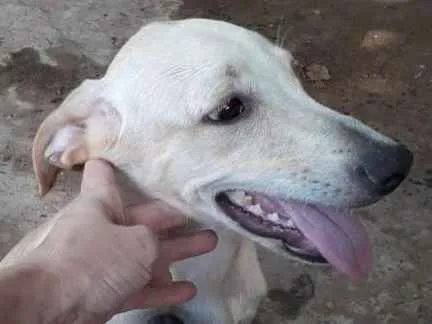 Cachorro ra a Mistura de Labrador  idade 2 a 6 meses nome Clarita