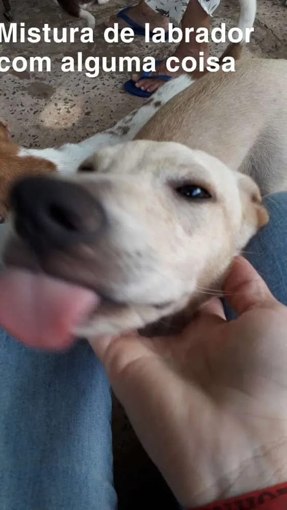 Cachorro ra a Mistura de Labrador  idade 2 a 6 meses nome Clarita