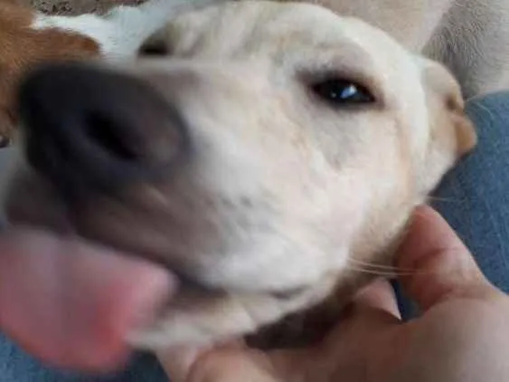 Cachorro ra a Mistura de Labrador  idade 2 a 6 meses nome Clarita