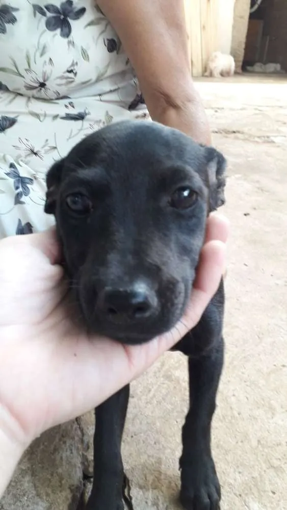 Cachorro ra a SRD idade 2 a 6 meses nome Pretinha