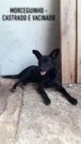 Morceguinho