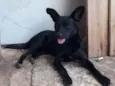 Morceguinho