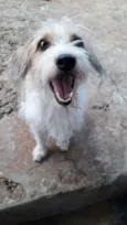 Paçoca