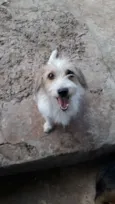 Paçoca