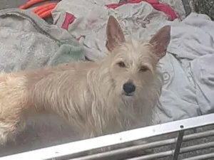 Cachorro raça SRD idade 3 anos nome Princesa 