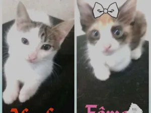 Gato raça SRD idade 2 a 6 meses nome Fred e Mel
