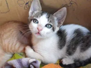 Gato raça Misto  idade Abaixo de 2 meses nome Snow