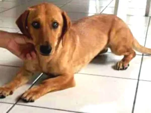 Cachorro raça Daschund ( mestiça) idade 2 anos nome Luna 