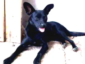 Cachorro raça SRD idade 2 a 6 meses nome Morceguinho